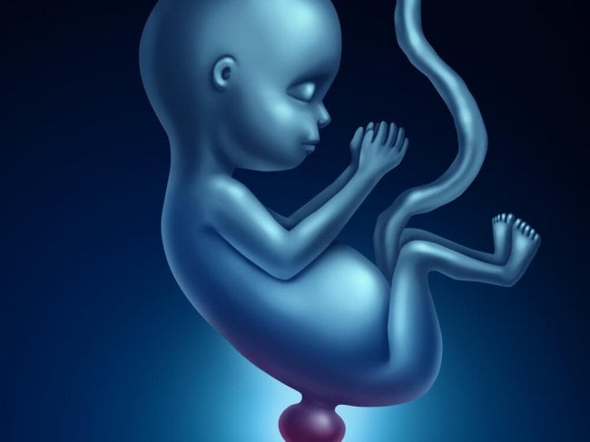 ספינה ביפידה