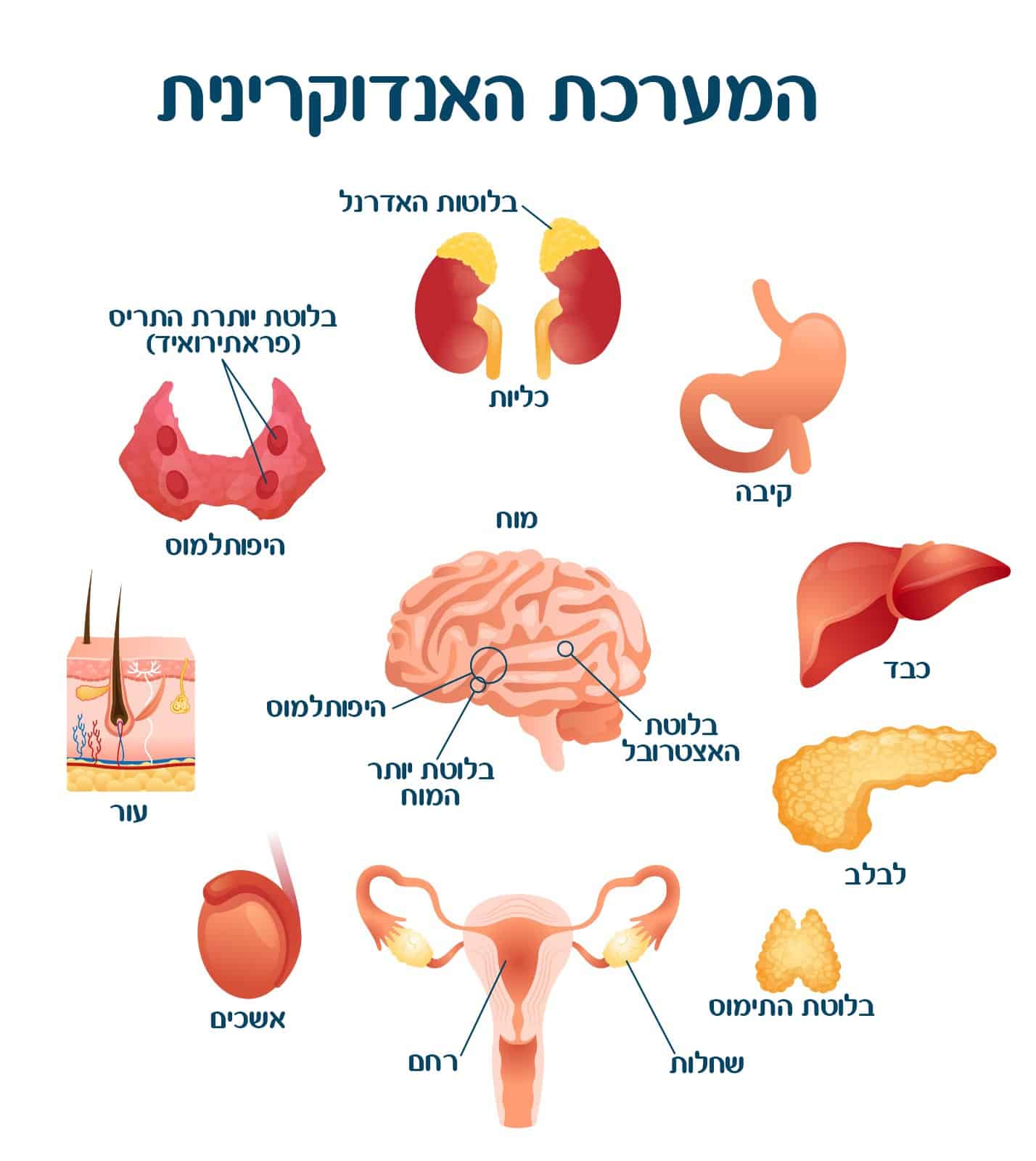 המערכת האנדוקרינית